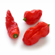 Bhut Jolokia (Ghost pepper)