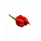 Carolina Reaper