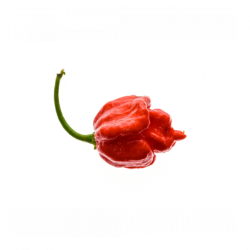 Trinidad Moruga Scorpion