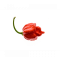 Trinidad Moruga Scorpion