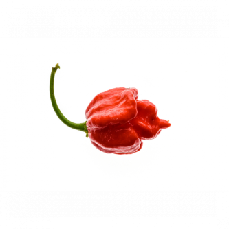 Trinidad Moruga Scorpion