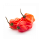 Habanero